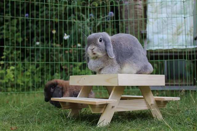 Klantfoto — Millie en Albus