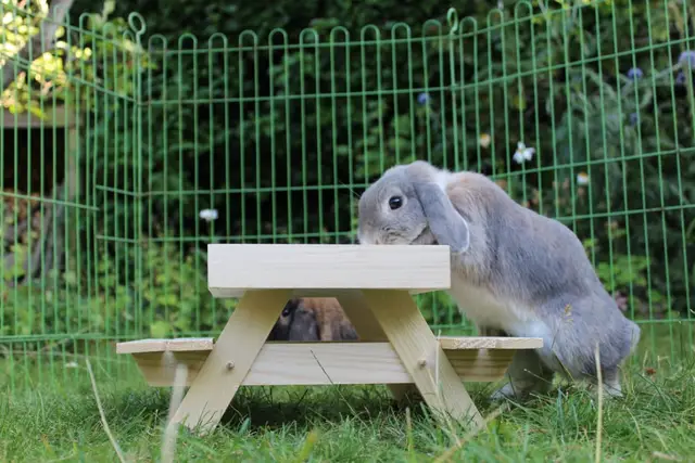 Klantfoto — Millie en Albus